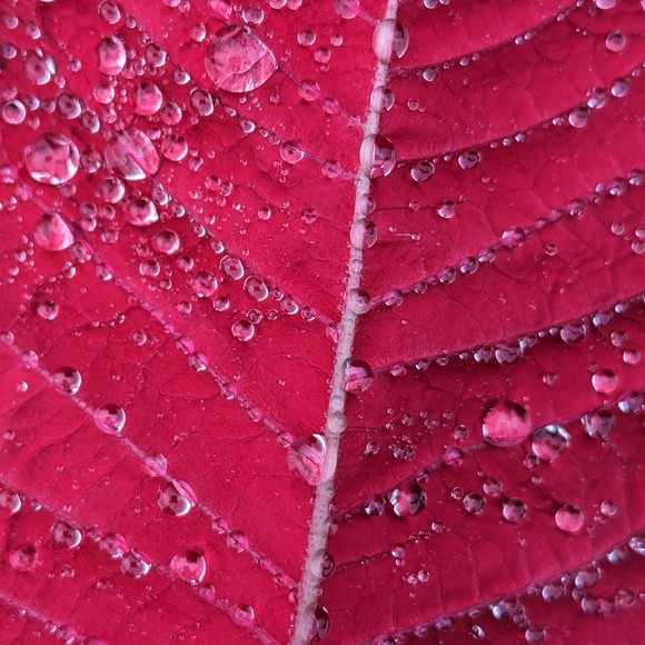 Meet your Posher, Jolene - Picture 1 of 1